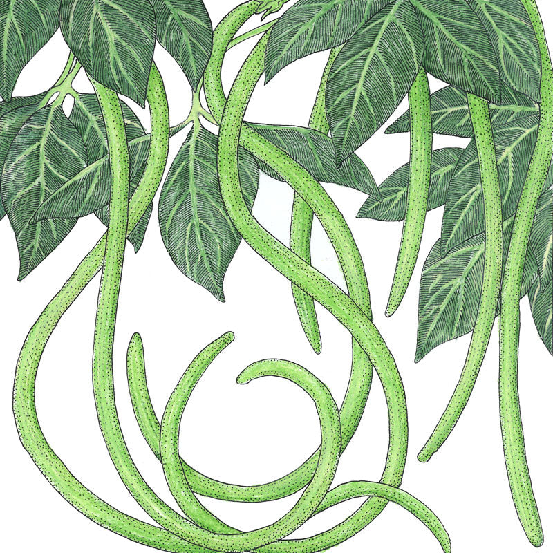 Yard Long Pole Bean seeds green vines with long pods Seedtime Store on Tampa Home & Garden Store