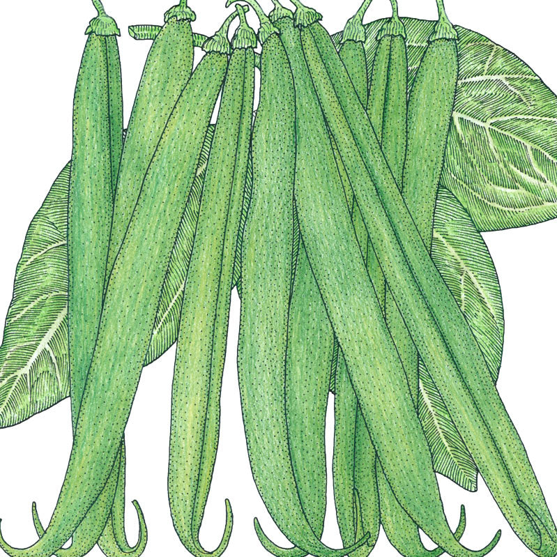 French Garden Bean seeds Seedtime Store green slender bean pods on Tampa Home & Garden Store
