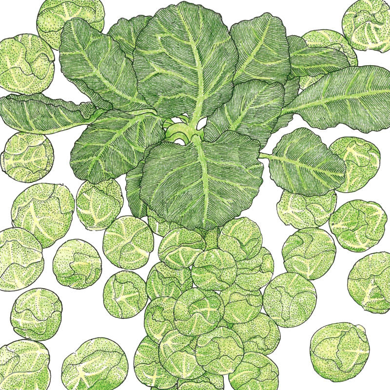 Darkmar 21 Brussels Sprouts seeds from Seedtime Store, green Brussels sprouts illustration on Tampa Home & Garden Store