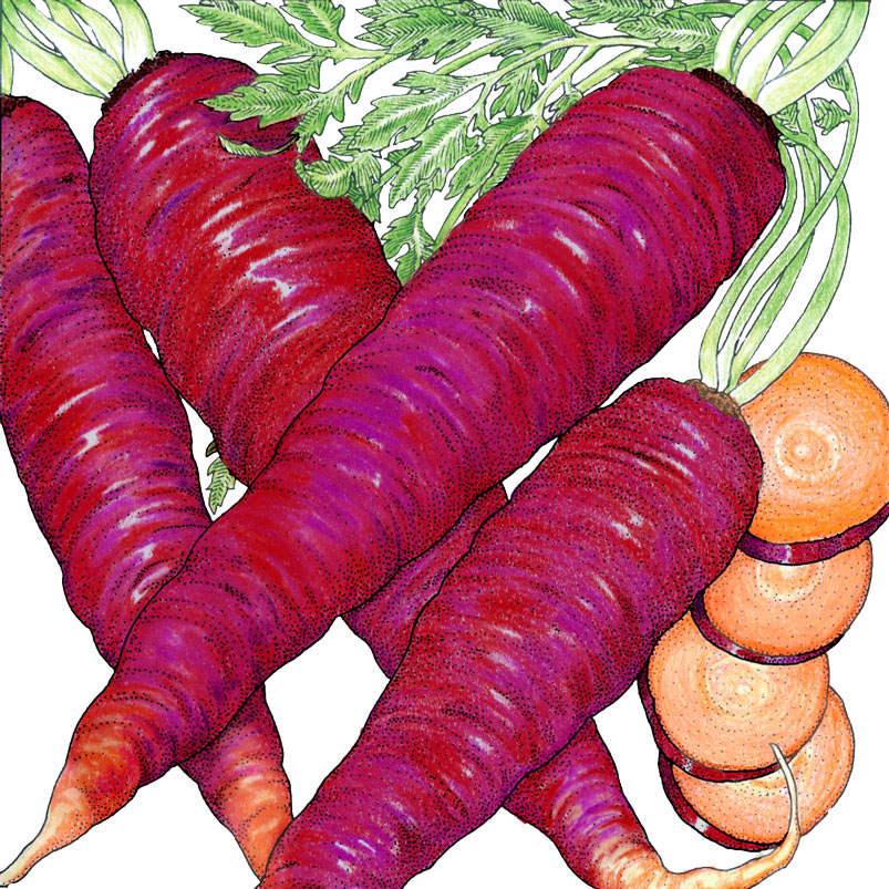 Cosmic Purple Carrot Seeds by Seedtime Store purple roots with green tops on Tampa Home & Garden Store