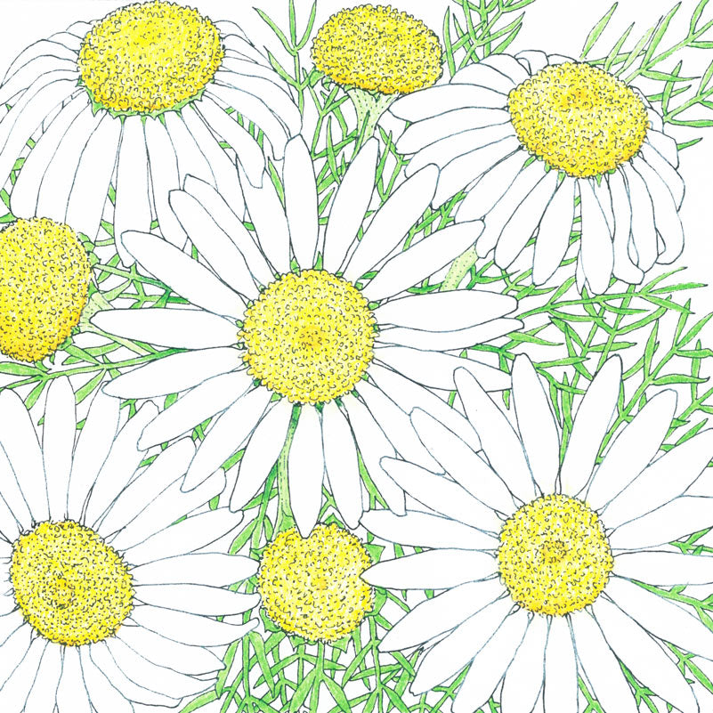 Chamomile seeds illustration with white petals and yellow centers by Seedtime Store on Tampa Home & Garden Store