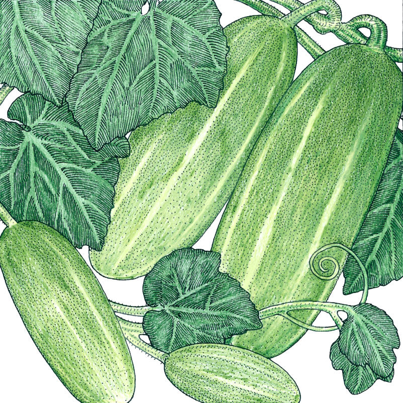 Homemade Pickles Cucumber seeds illustration with green cucumbers and vine leaves Seedtime Store on Tampa Home & Garden Store