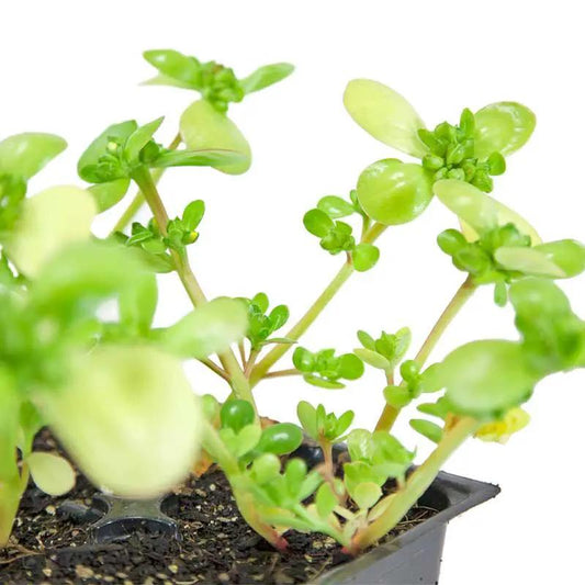 Organic purslane greens seeds plant by Grow Organic in a black plastic seed tray on Tampa Home & Garden Store