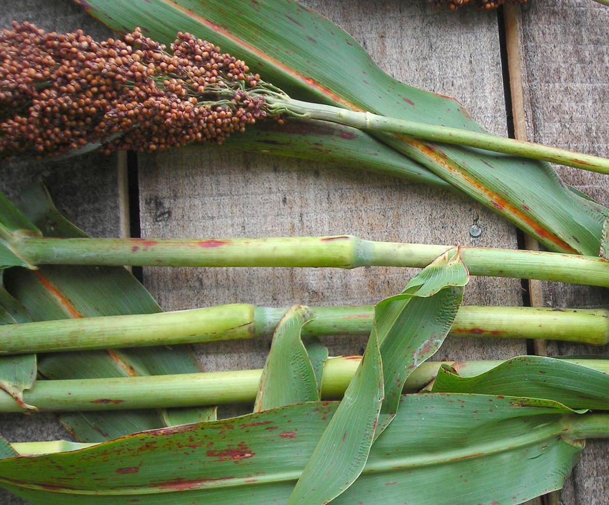 Sorghum Sugar Drip seeds from Seedtime Store on green stalks with brown grain heads on Tampa Home & Garden Store