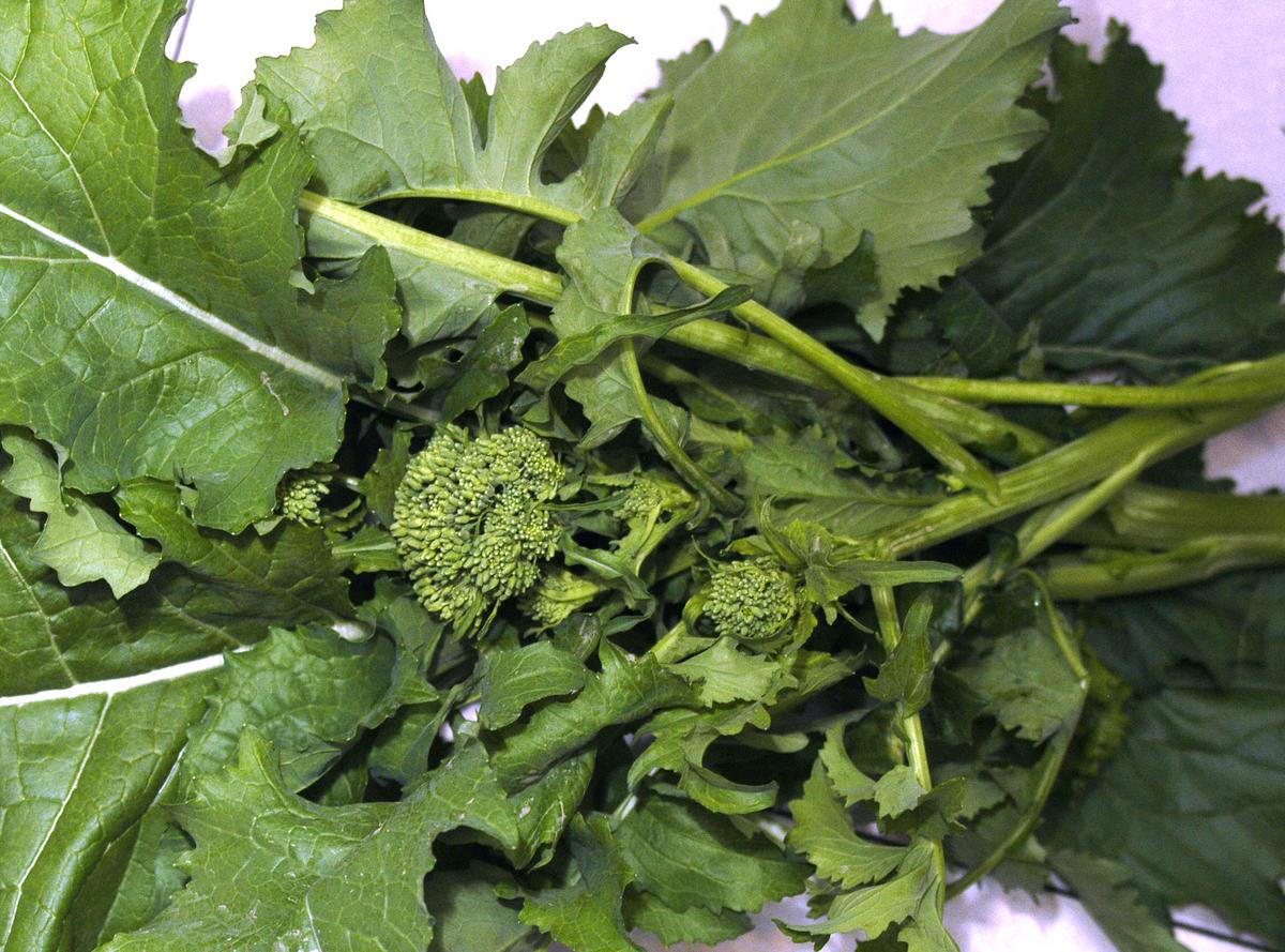 Sorrento broccoli raab greens with dark green leaves and small budding florets on Tampa Home & Garden Store