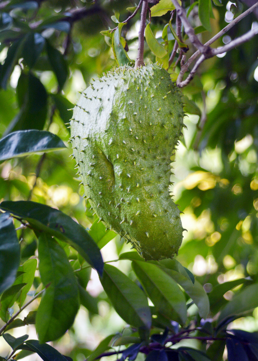 Soursop Tree(Annona muricata)