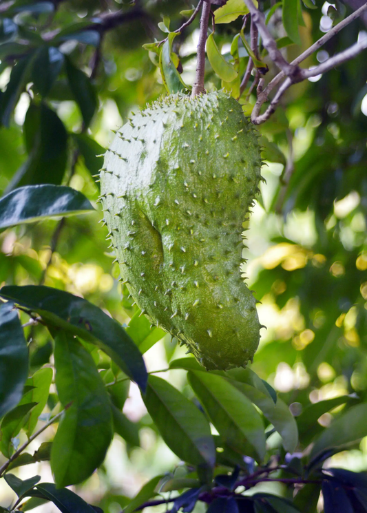 Soursop Tree fruit on branch; green spiky skin with glossy leaves Sow Exotic tropical tree on Tampa Home & Garden Store