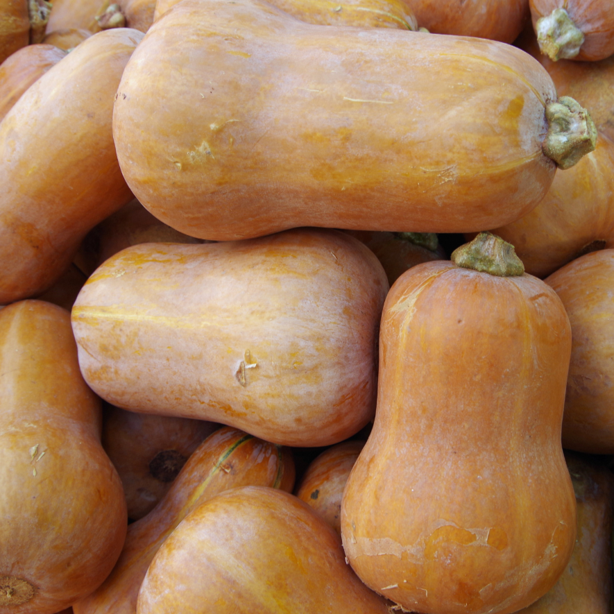 Honeynut squash pile of orange winter squash on Tampa Home & Garden Store