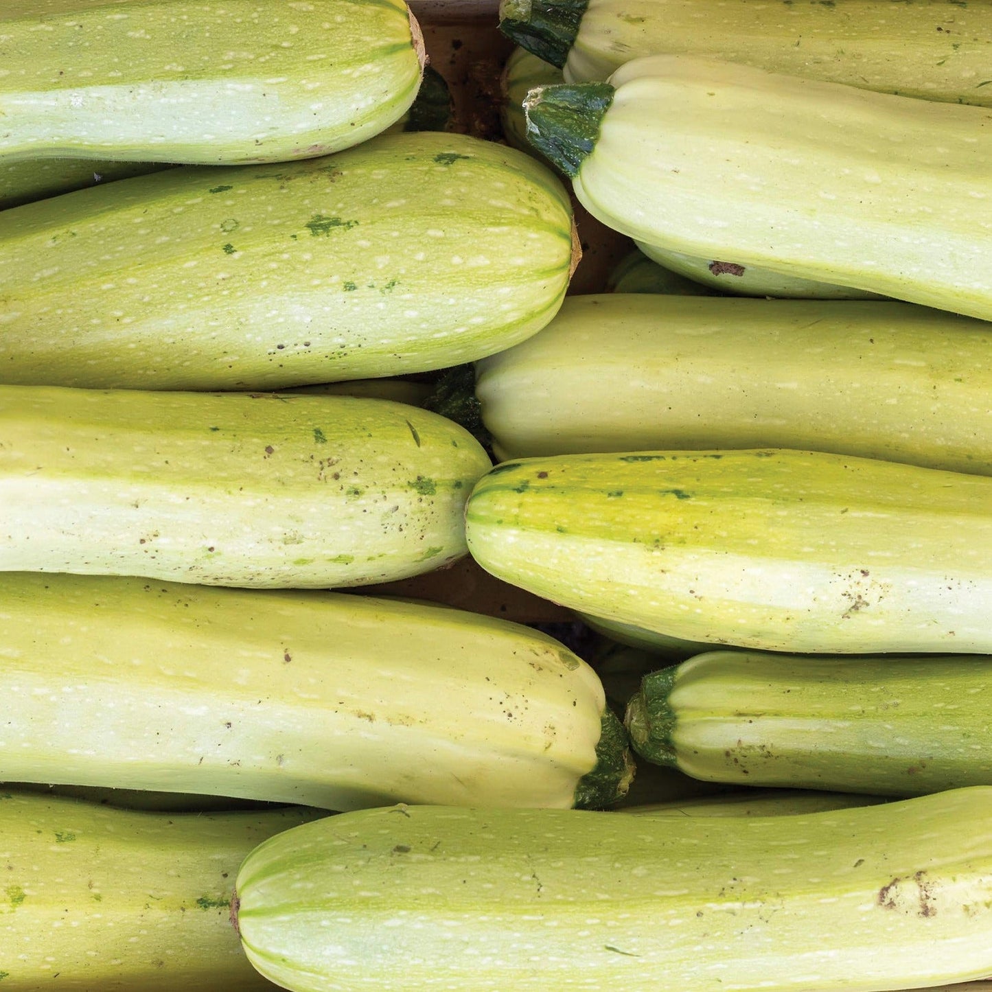 Bianco Di Trieste zucchini stacked pale yellow-green long fruits Seedtime Store on Tampa Home & Garden Store