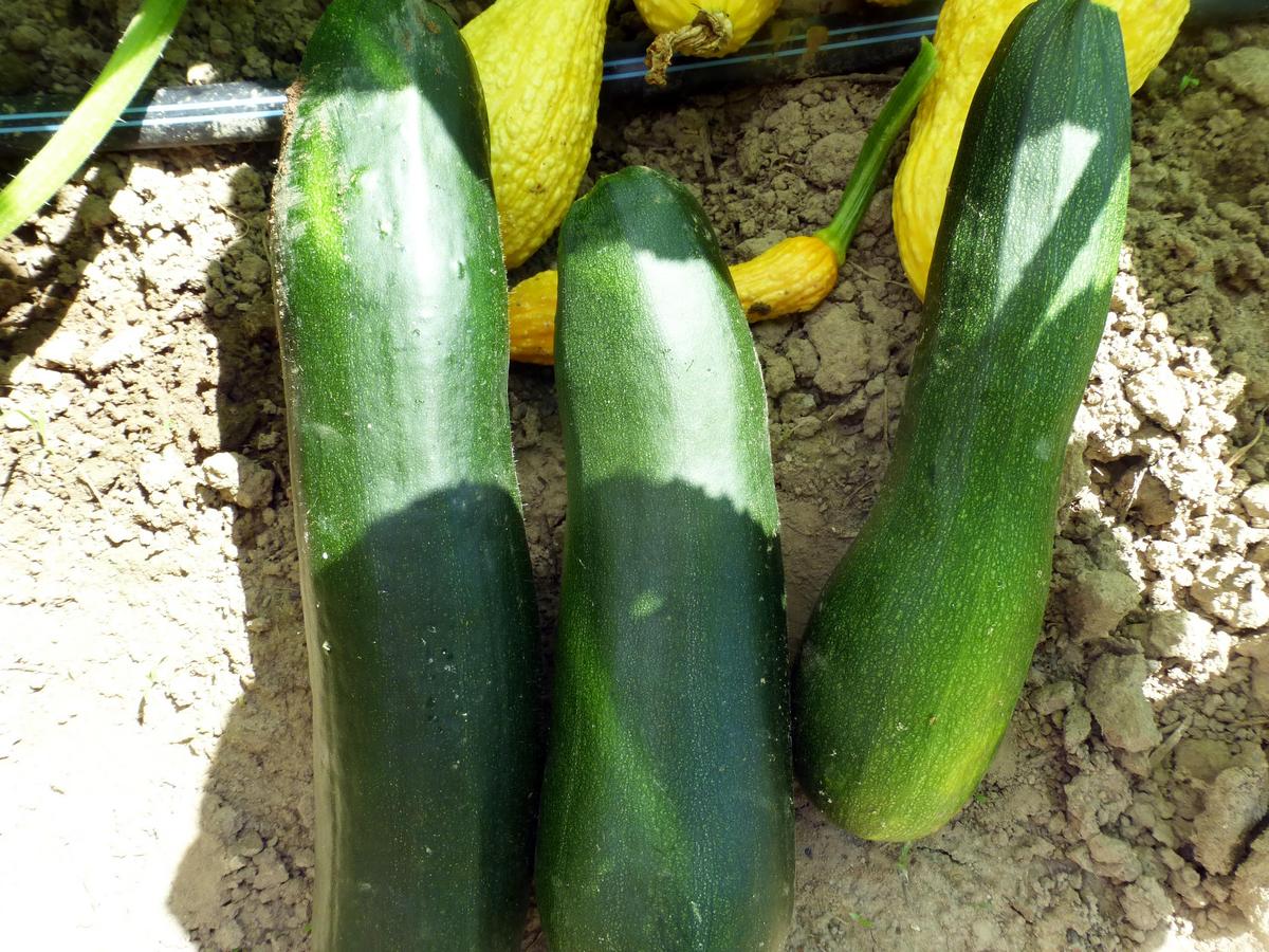 Dark green zucchini fruits on dry soil with a yellow squash in background Seedtime Store on Tampa Home & Garden Store