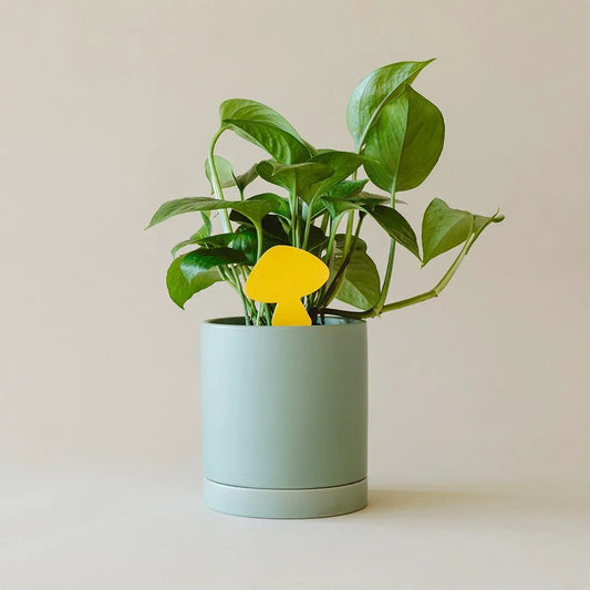 Sticky Traps for Plant Pests in a mint-green planter with a bright yellow glue trap on Tampa Home & Garden Store