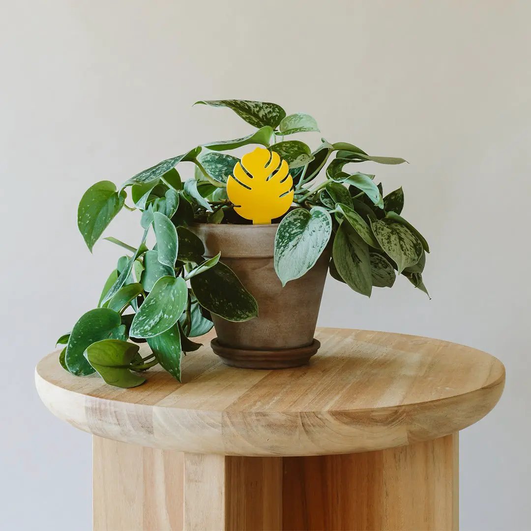 Sticky Traps for Plant Pests, yellow leaf-shaped glue trap beside a pothos plant on a table on Tampa Home & Garden Store
