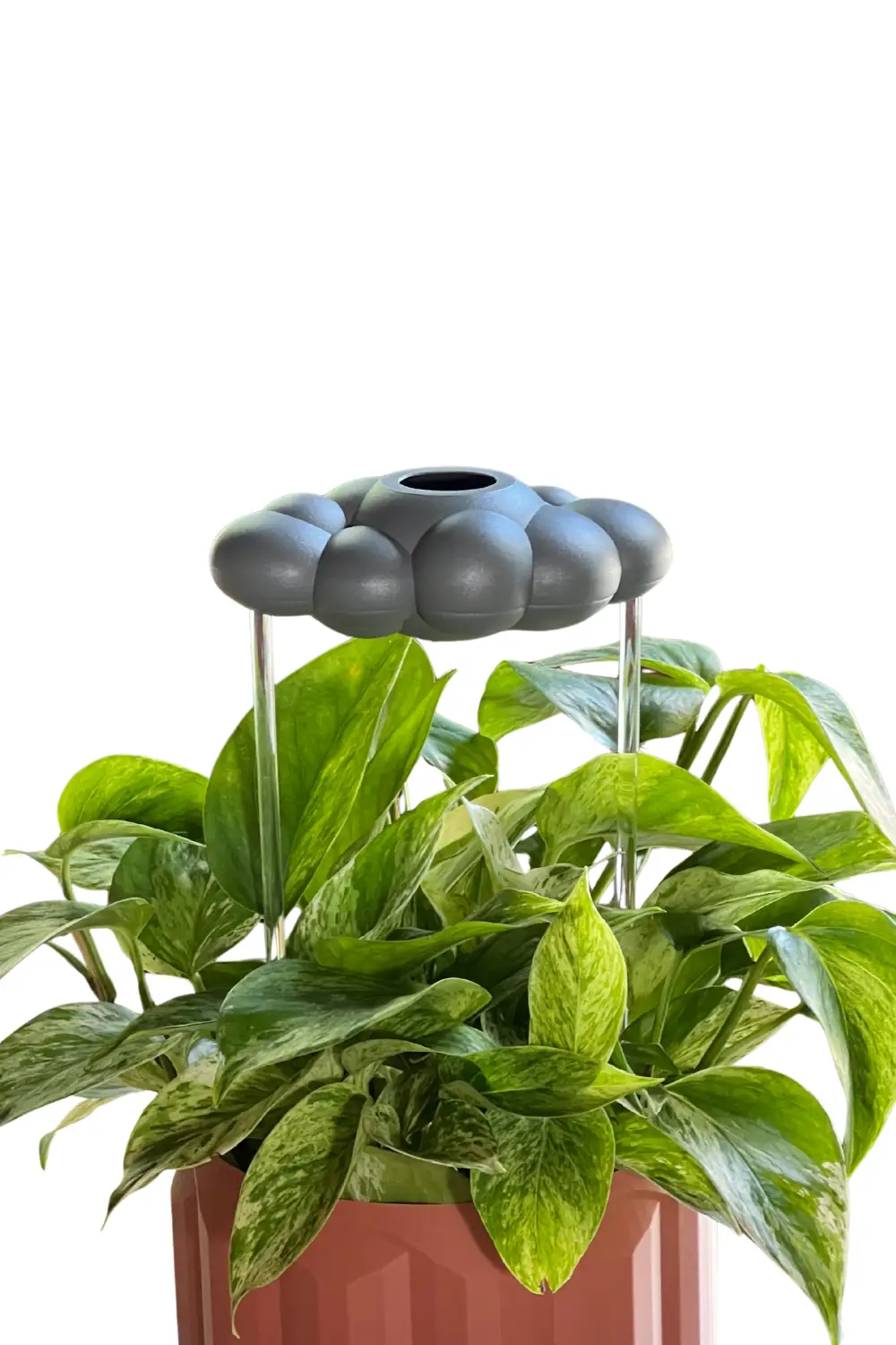 Stormy Dripping Rain Cloud Plant Waterer gray cloud top with metal stems over pothos on Tampa Home & Garden Store