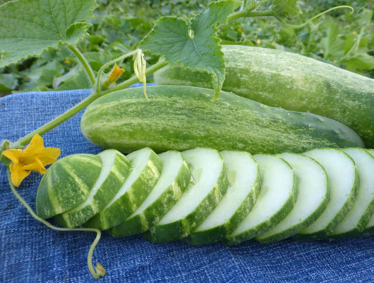 Straight Eight cucumber seeds; green speckled cucumbers with sliced rounds on blue denim on Tampa Home & Garden Store