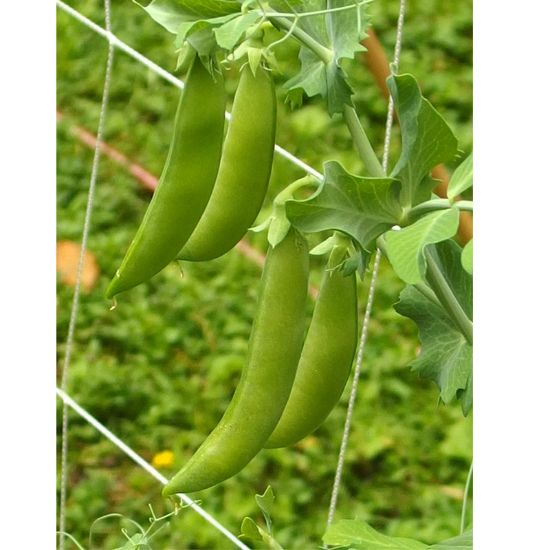 Sugar Daddy Pea seeds on green pea vine with long green pods on trellis on Tampa Home & Garden Store
