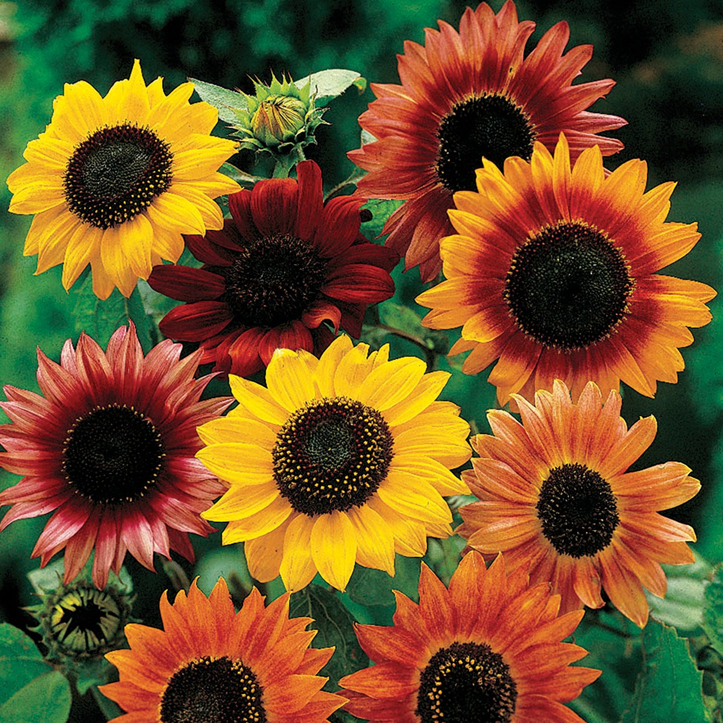 Mixed Sunflower blooms with yellow and orange petals and dark centers on Tampa Home & Garden Store