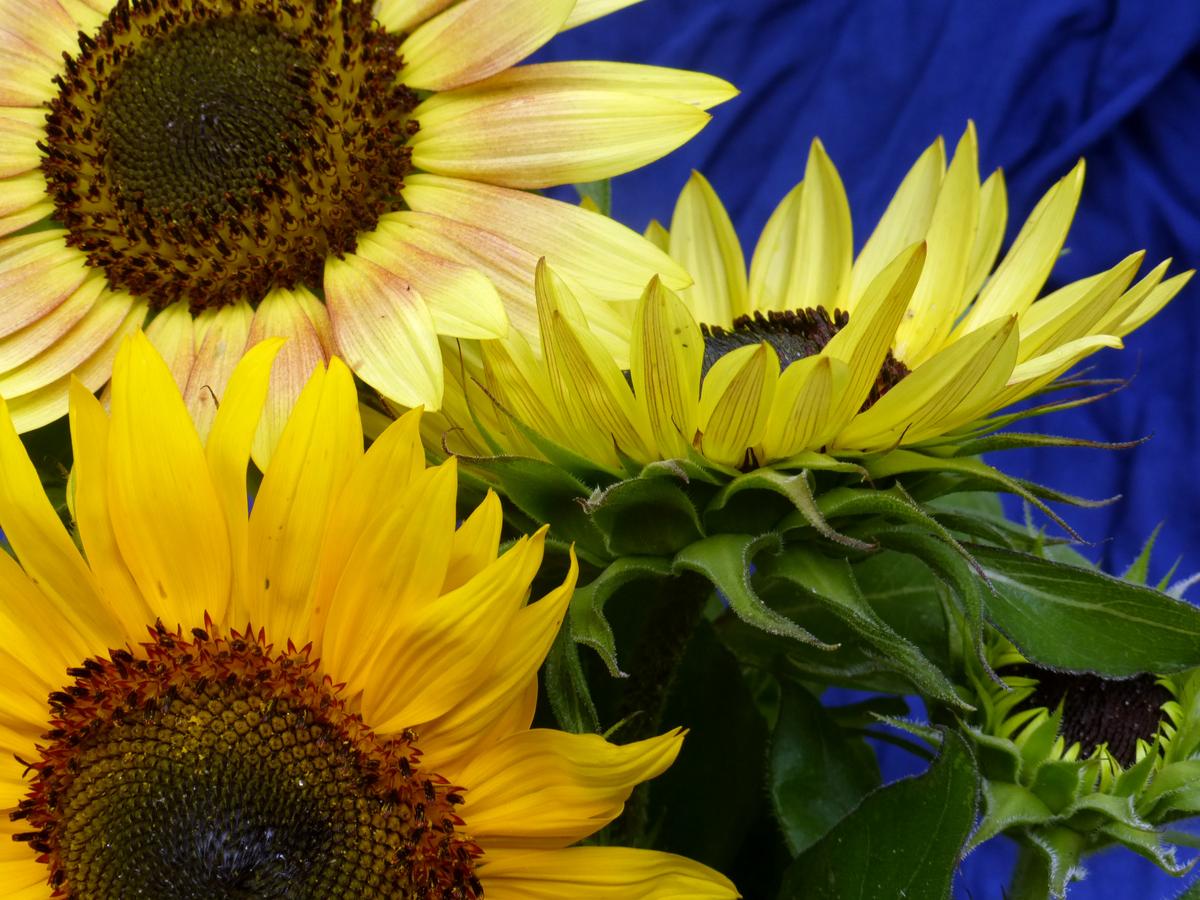 Autumn Beauty Sunflower Seeds by Seedtime Store with bright yellow petals and dark centers on Tampa Home & Garden Store