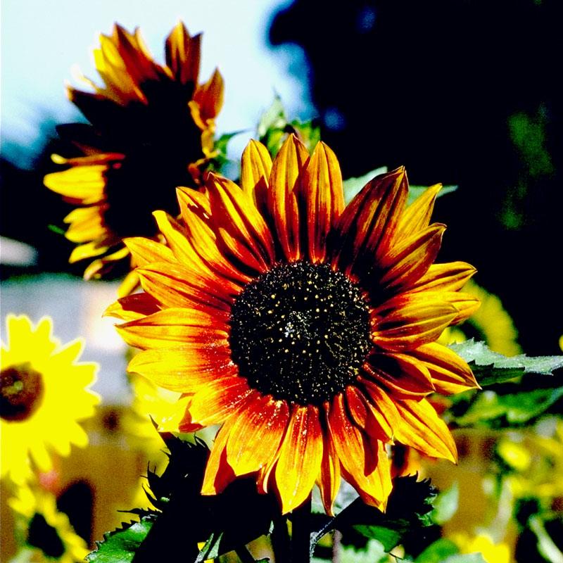 Autumn Beauty Sunflower Seeds organic flower seeds by Grow Organic with orange-red petals and dark center on Tampa Home & Garden Store