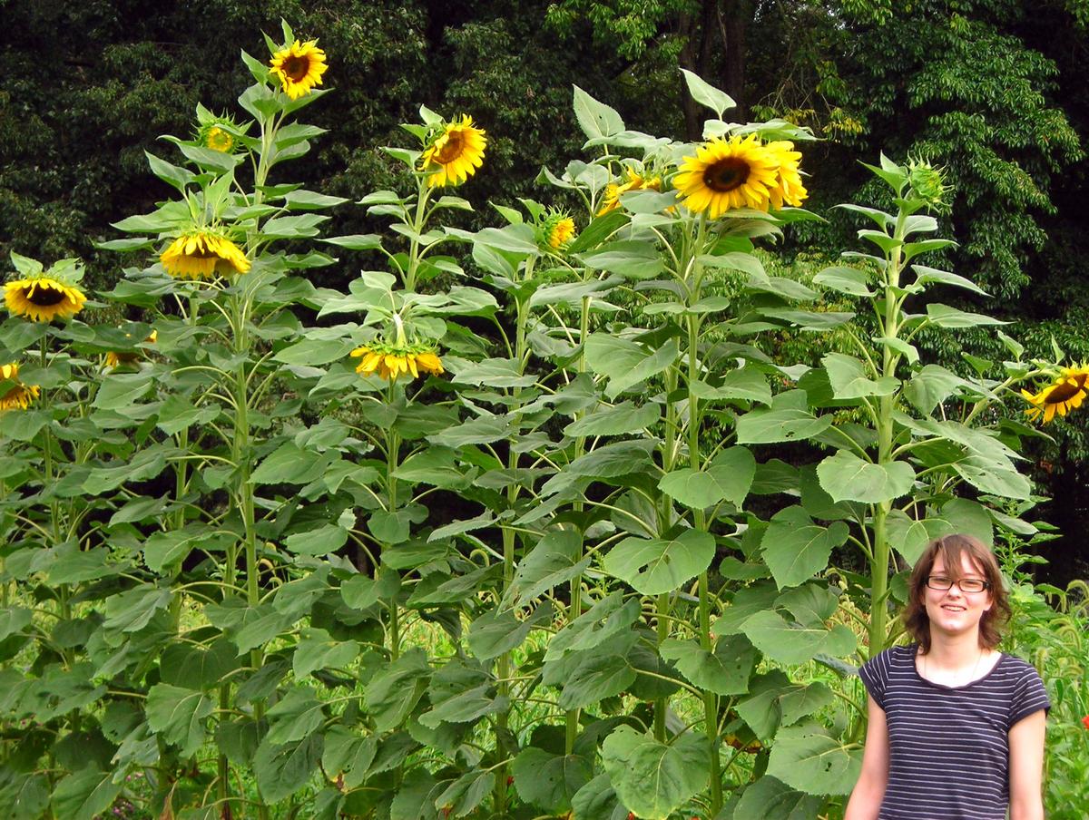 Mammoth Sunflower seeds grow into several tall sunflowers with large yellow blooms on Tampa Home & Garden Store