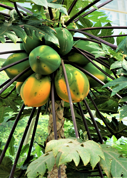 Sunset Solo Papaya Tree (Carica papaya)