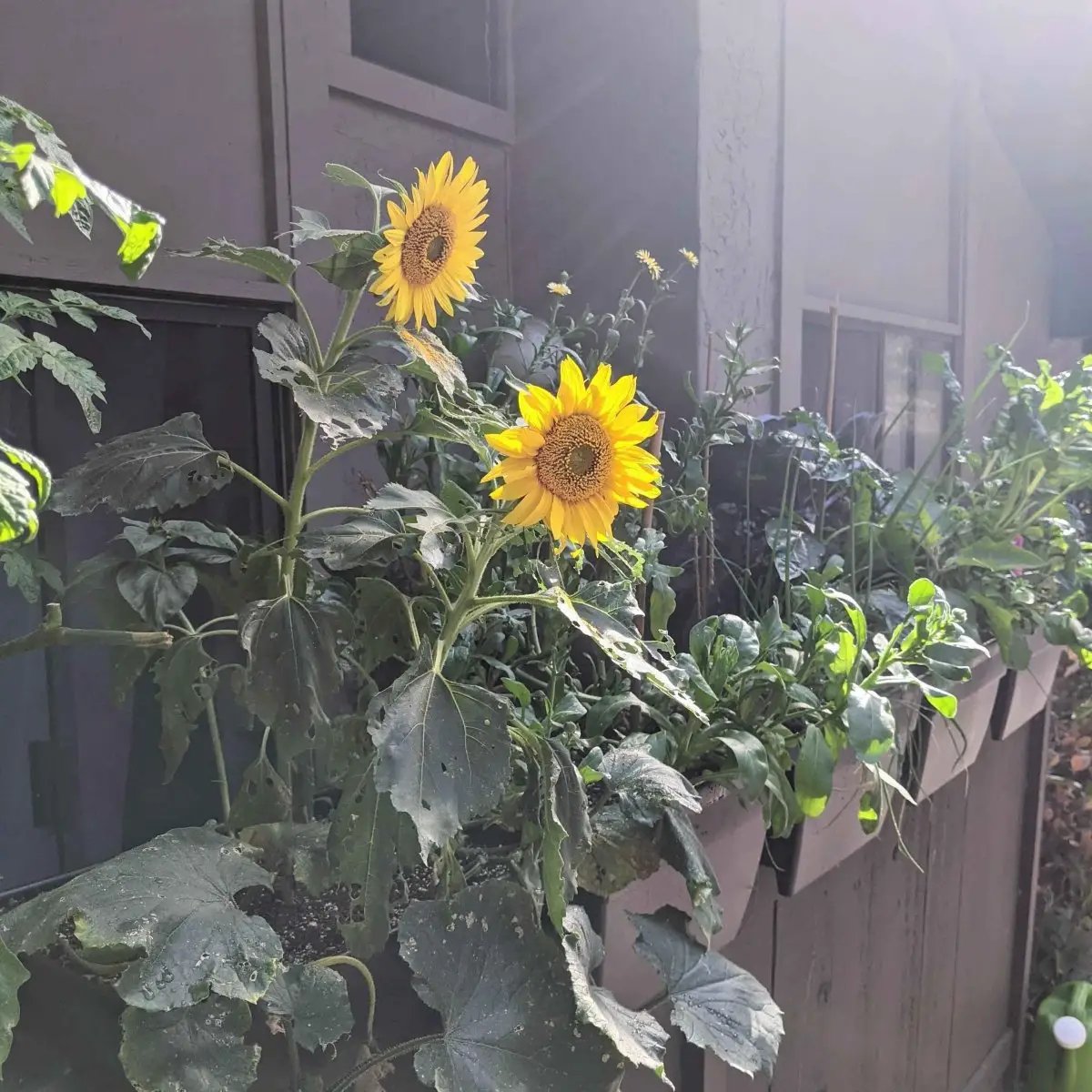 Sunspot Sunflower Seeds in planter with two yellow blooms Plantflix seeds for small spaces on Tampa Home & Garden Store