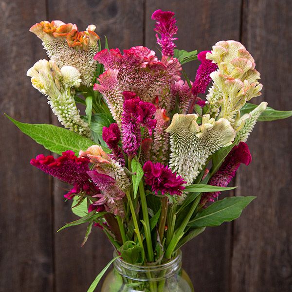 Supercrest Mix Celosia seeds multicolor blooms bouquet in glass vase Seedtime Store on Tampa Home & Garden Store