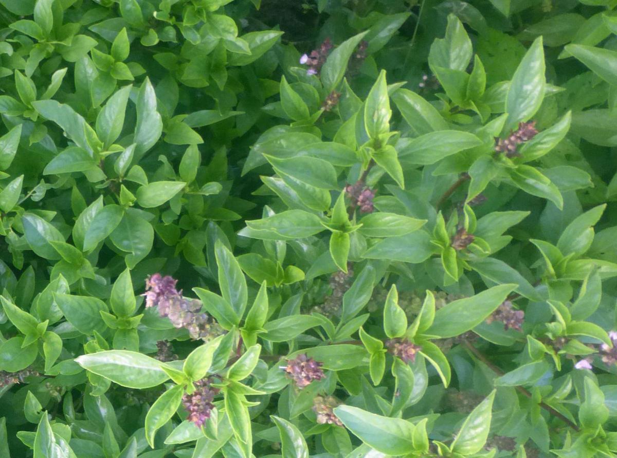 Sweet Thai Basil seeds by Seedtime Store; green leafy basil foliage close-up on Tampa Home & Garden Store