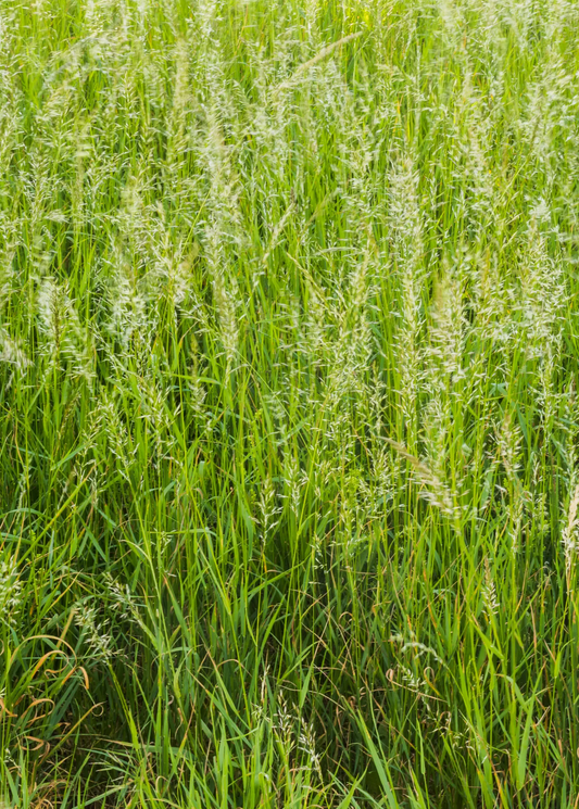Sweetgrass herb plant with tall green blades and feathery seed heads on Tampa Home & Garden Store