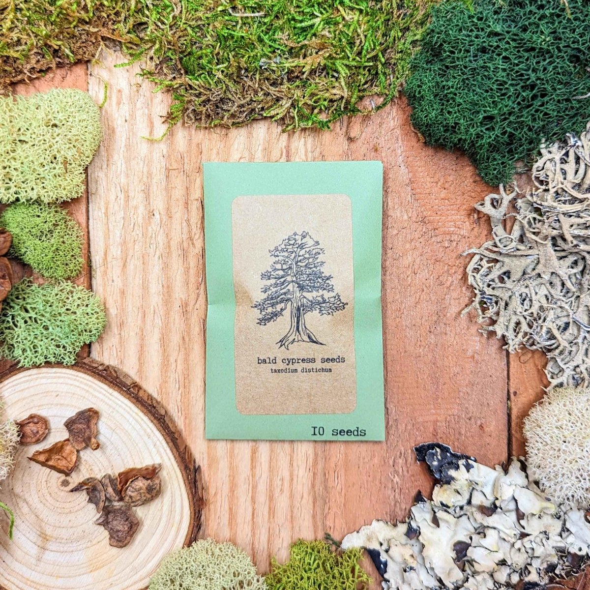 Plantflix Bald Cypress Bonsai Seeds packet with tree illustration 10 seeds on Tampa Home & Garden Store