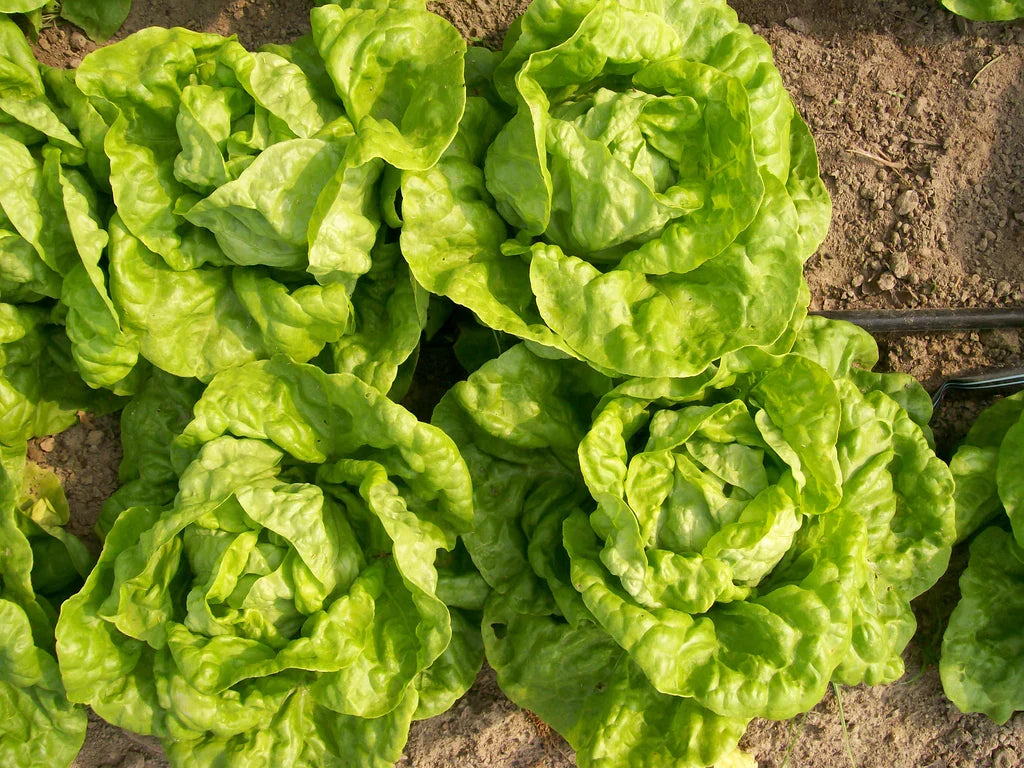Tennis Ball Lettuce heads with bright green leaves growing in soil Seedtime Store seeds on Tampa Home & Garden Store