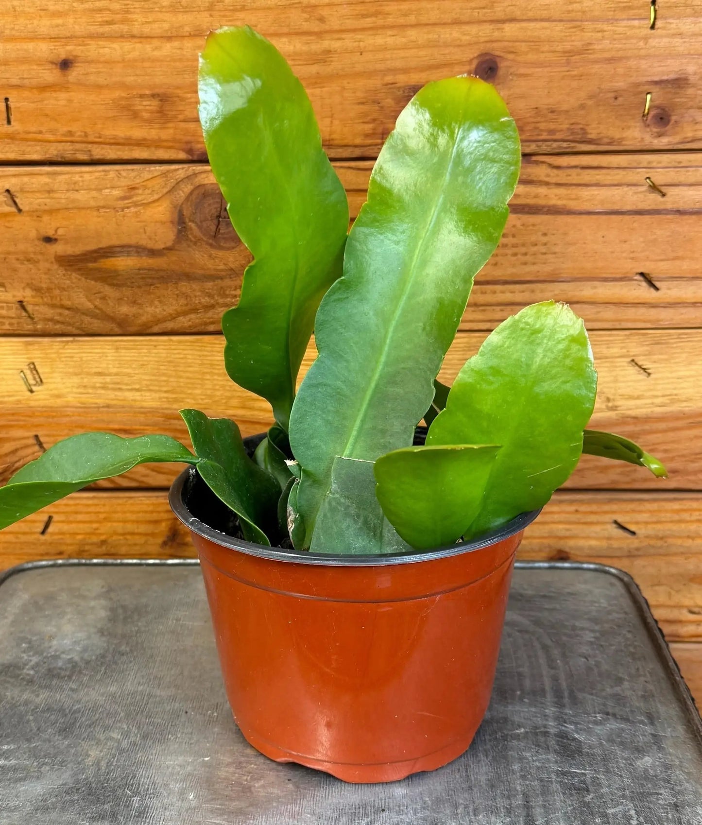 Epiphyllum Queen of the Night cactus plant in a 6 inch pot with glossy green flat stems on Tampa Home & Garden Store