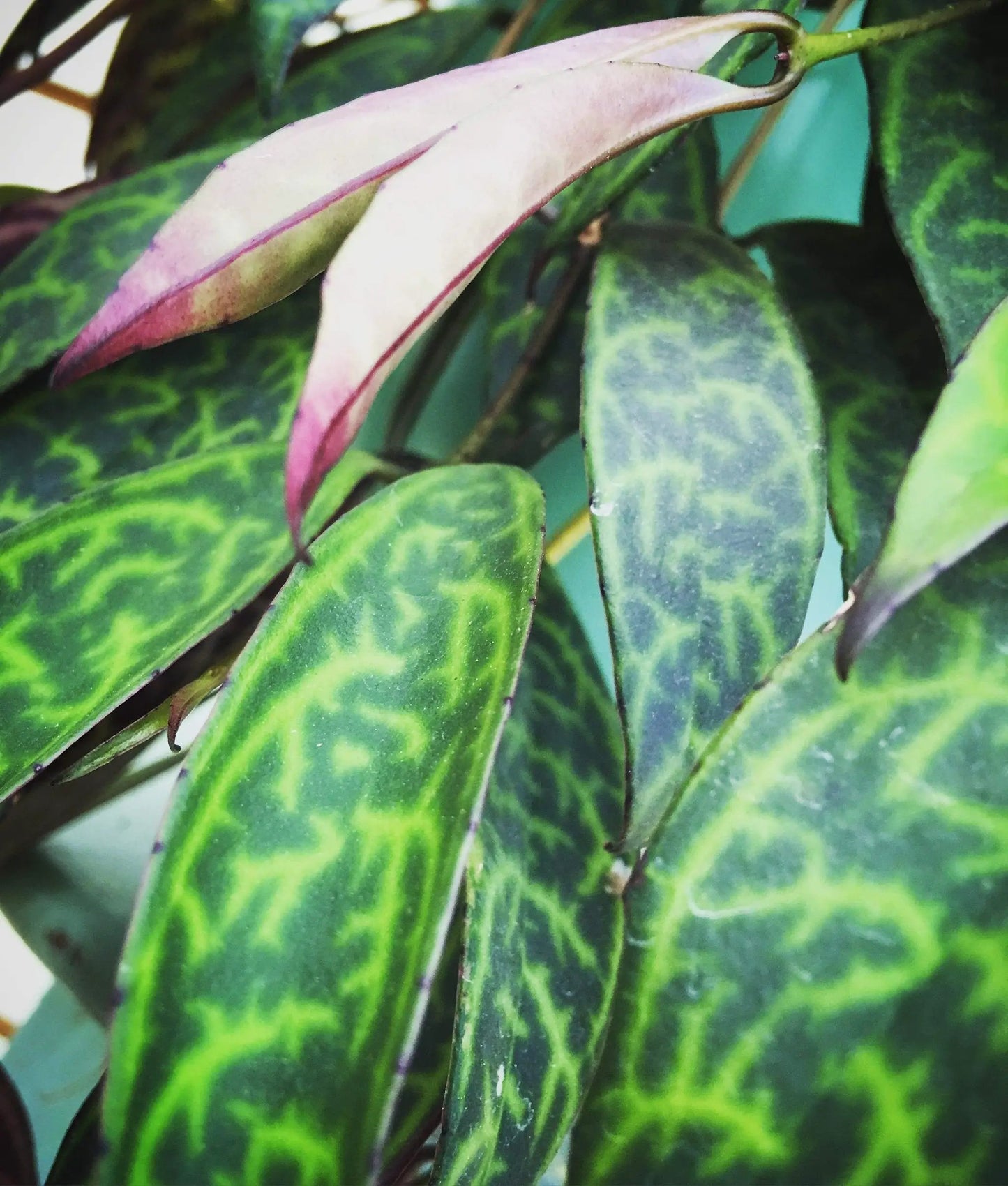 Aeschynanthus Lipstick Black Pagoda cuttings with variegated leaves and pink accents 5-pack on Tampa Home & Garden Store