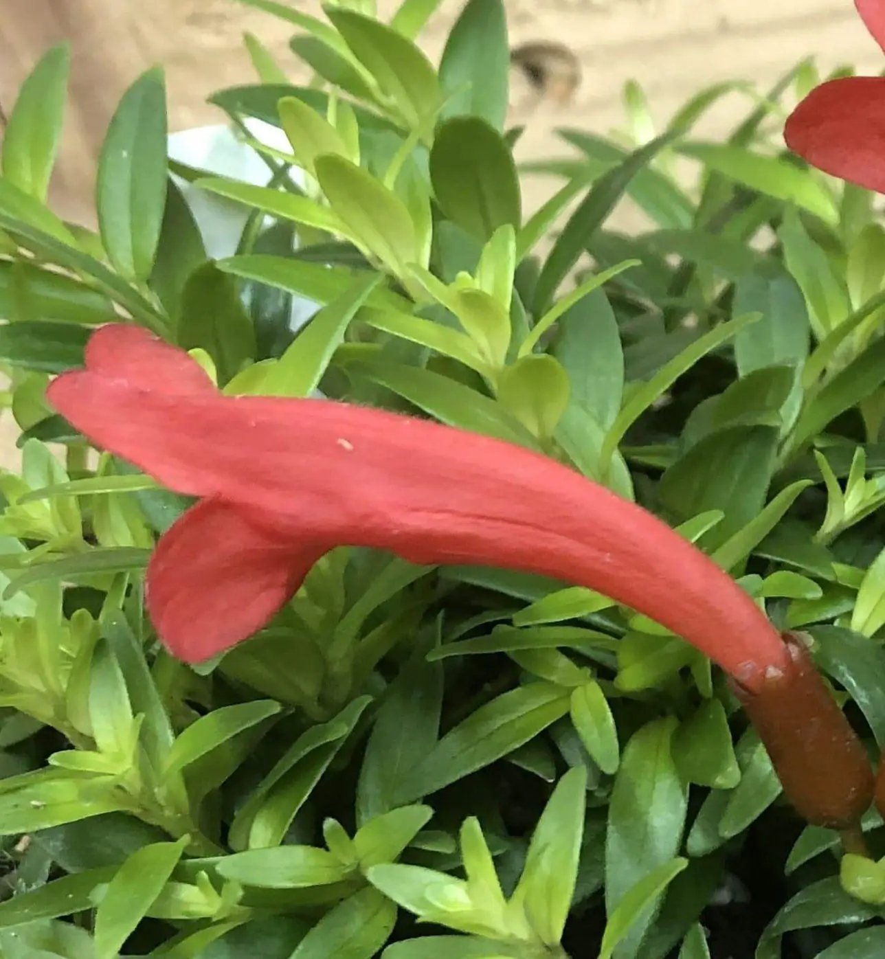 Aeschynanthus Lipstick Plant 2 Inch pot with red curved bloom and glossy green leaves on Tampa Home & Garden Store
