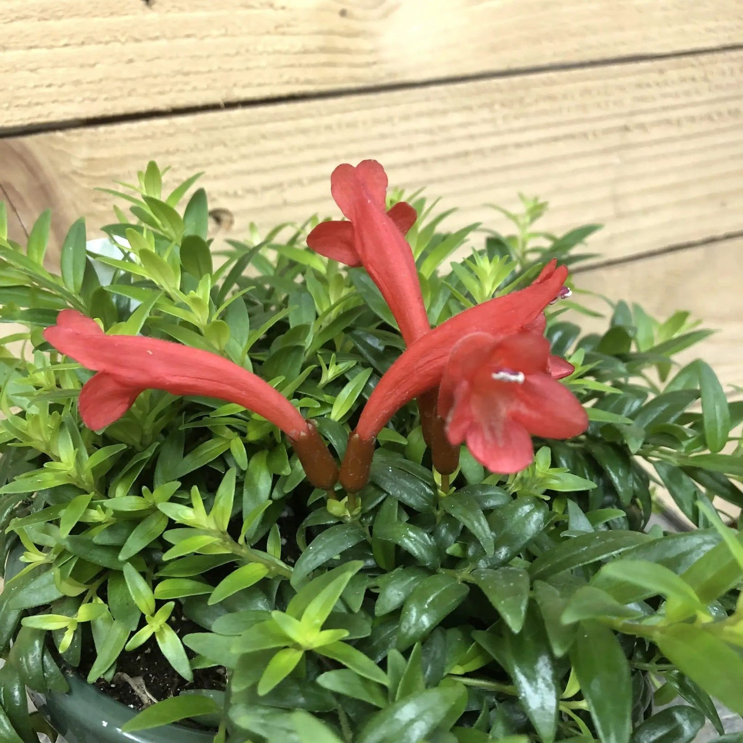 Aeschynanthus Lipstick Japhrolepis cuttings, five red tubular blooms and shiny green leaves on Tampa Home & Garden Store