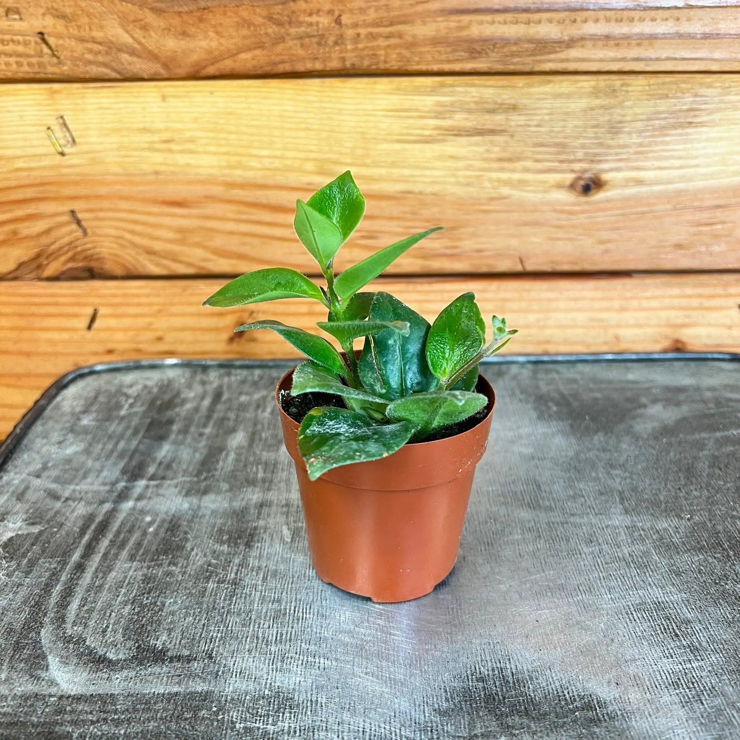 - image on Tampa Home & Garden Store