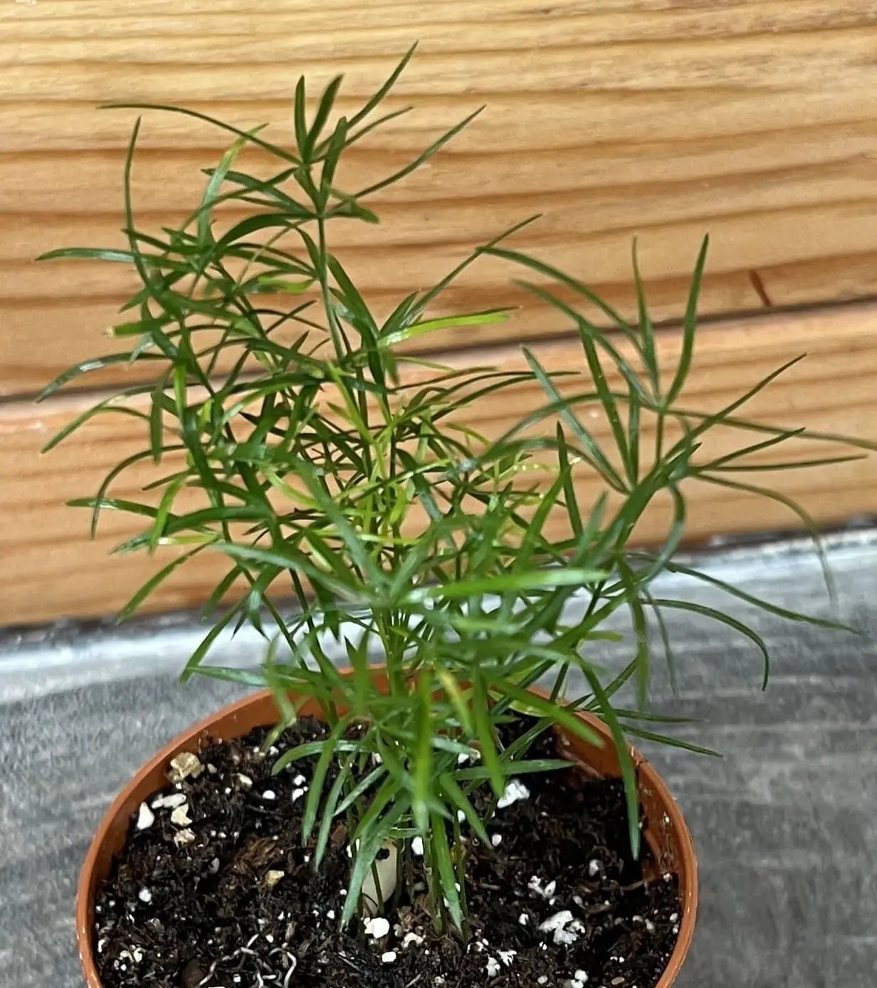 Asparagus Densiflorus Sprengeri fern plant in a small pot with slender needle-like green leaves on Tampa Home & Garden Store