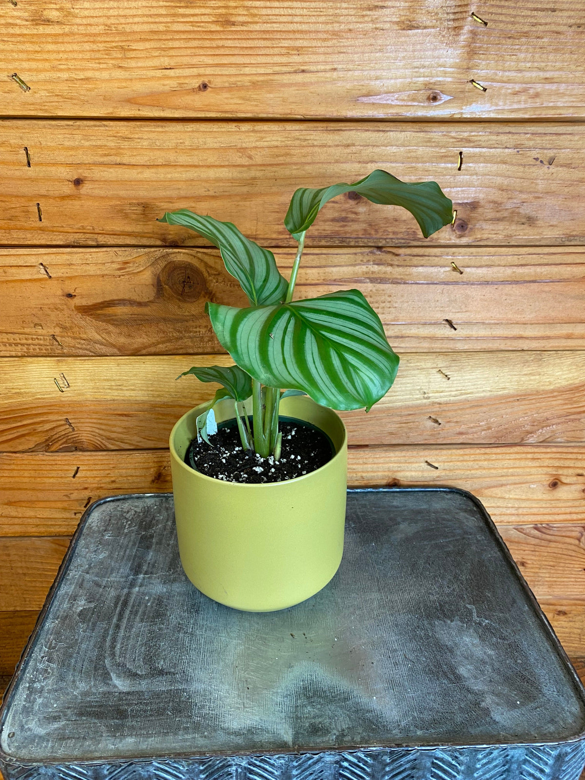 Calathea Orbifolia 4-inch plant in lime pot with striped green leaves, potted indoor houseplant by The Plant Farm on Tampa Home & Garden Store