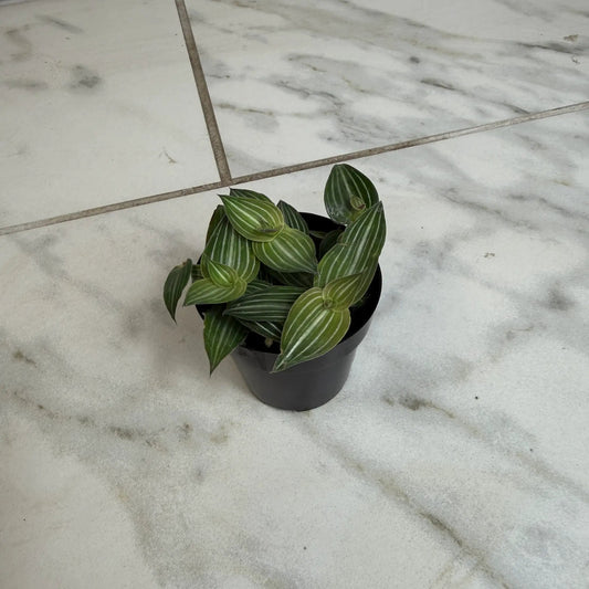 Callisia Elegans houseplant, 2-inch pinstriped leaves in a black pot on Tampa Home & Garden Store