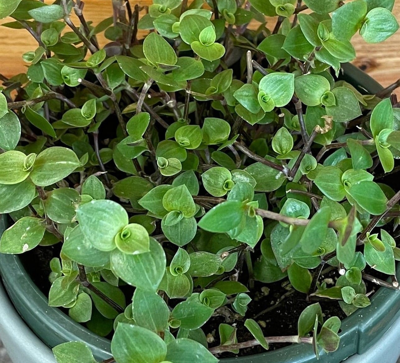 Callisia repens, planta de 6"
