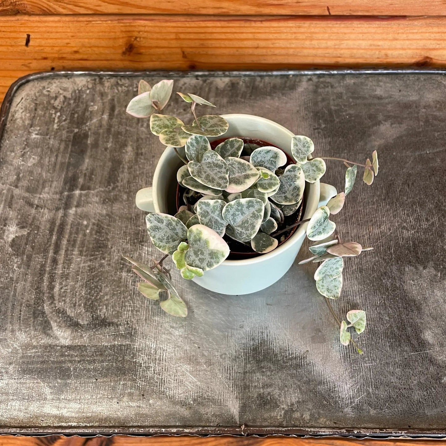 - image on Tampa Home & Garden Store