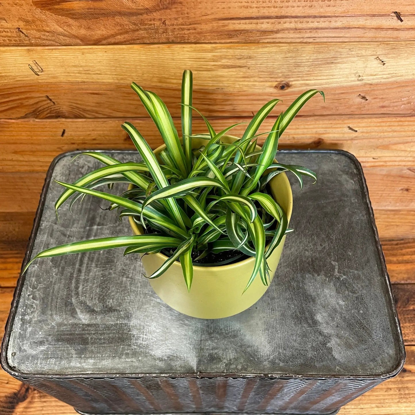 - image on Tampa Home & Garden Store