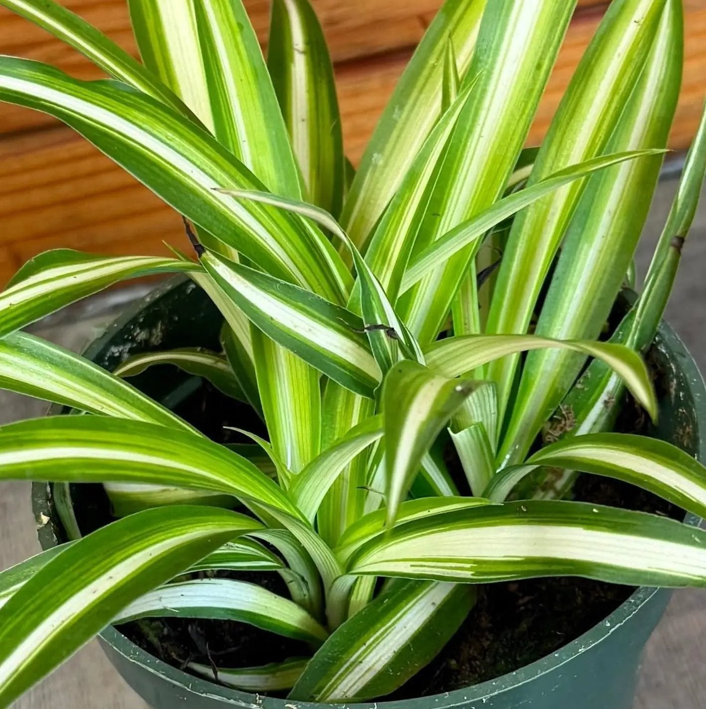 Chlorophytum Variegated Spider Plant 4 Inch Pot
