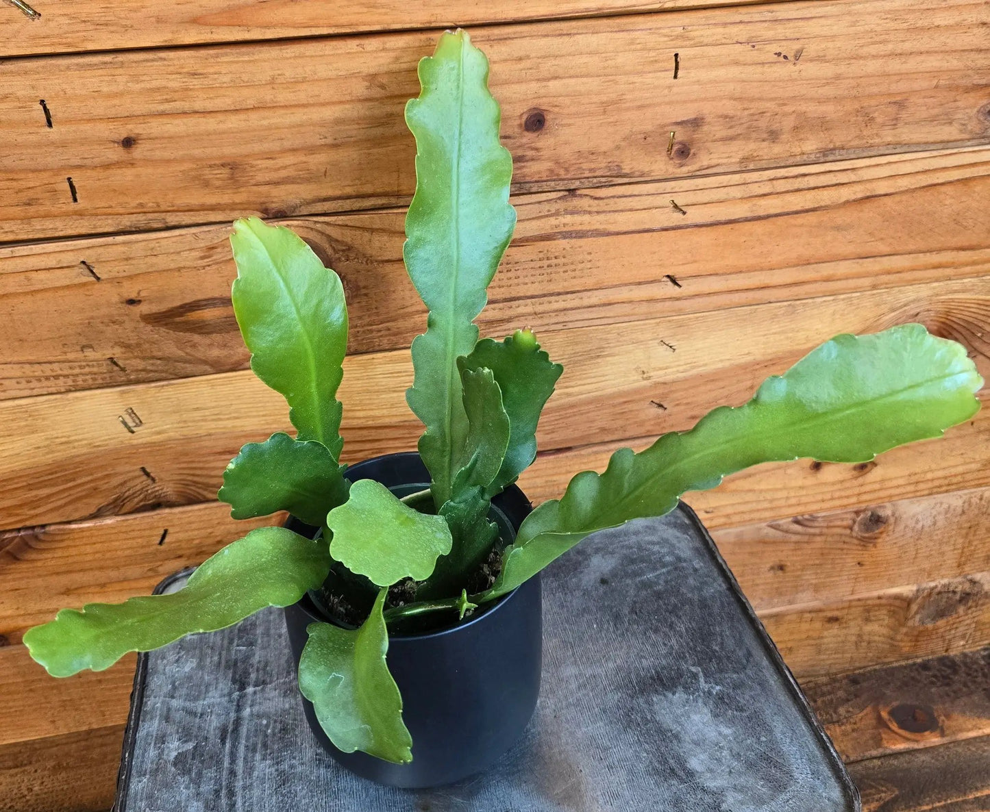 Beavertail Orchid Cactus Anguliger 4 Inch Plant green wavy-edged leaves The Plant Farm® on Tampa Home & Garden Store