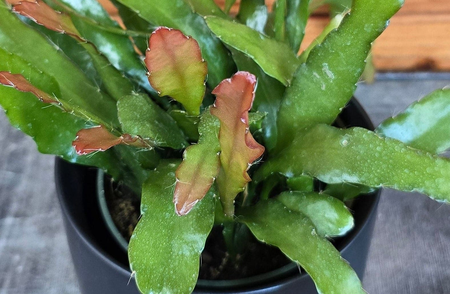 Epiphyllum Anguliger Cactus orquídea de fuego, planta de 4"