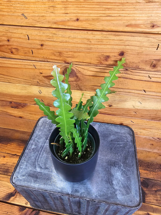 Epiphyllum Anguliger Ric Rac Cactus, plante 4"