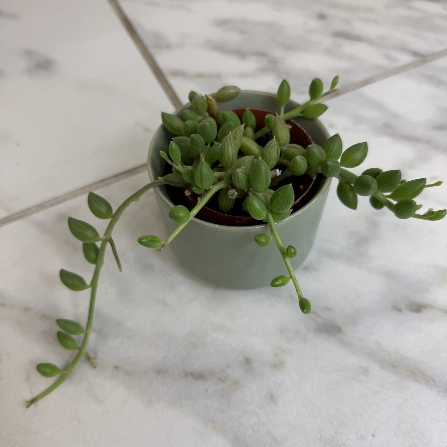 String of Watermelons 2 Inch Plant Compact