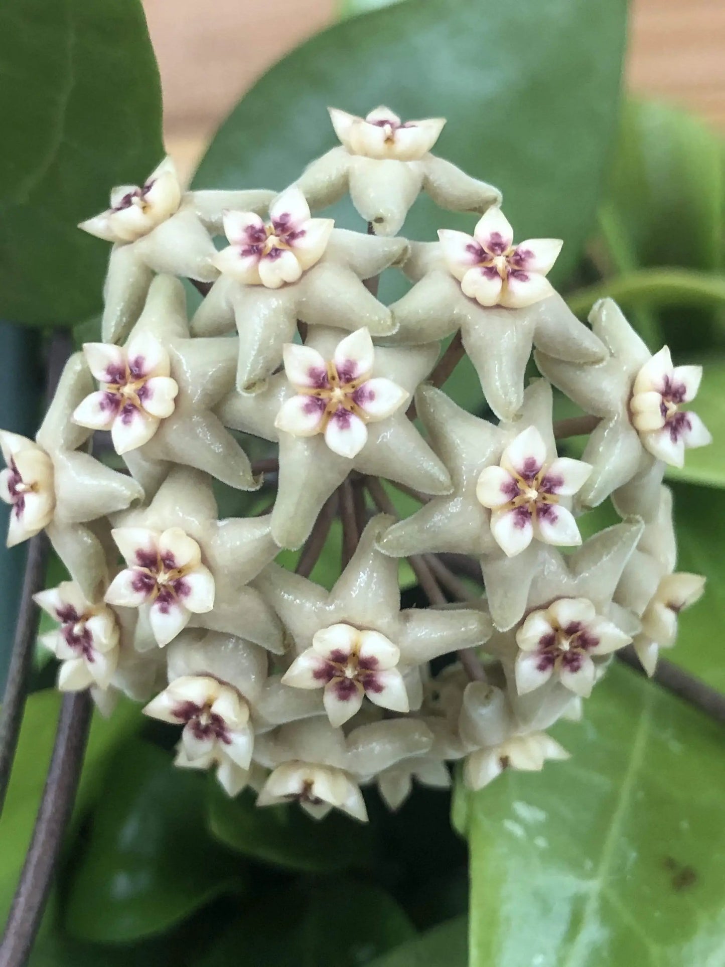 Hoya Limoniaca, 2" Plant - Tampa Home & Garden Store