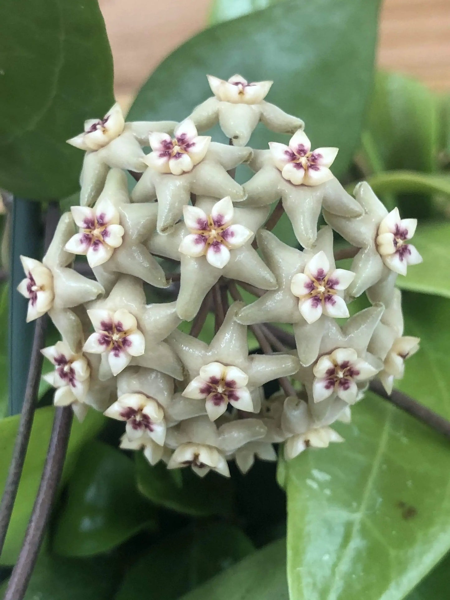 Hoya Limoniaca, 4" Plant - Tampa Home & Garden Store