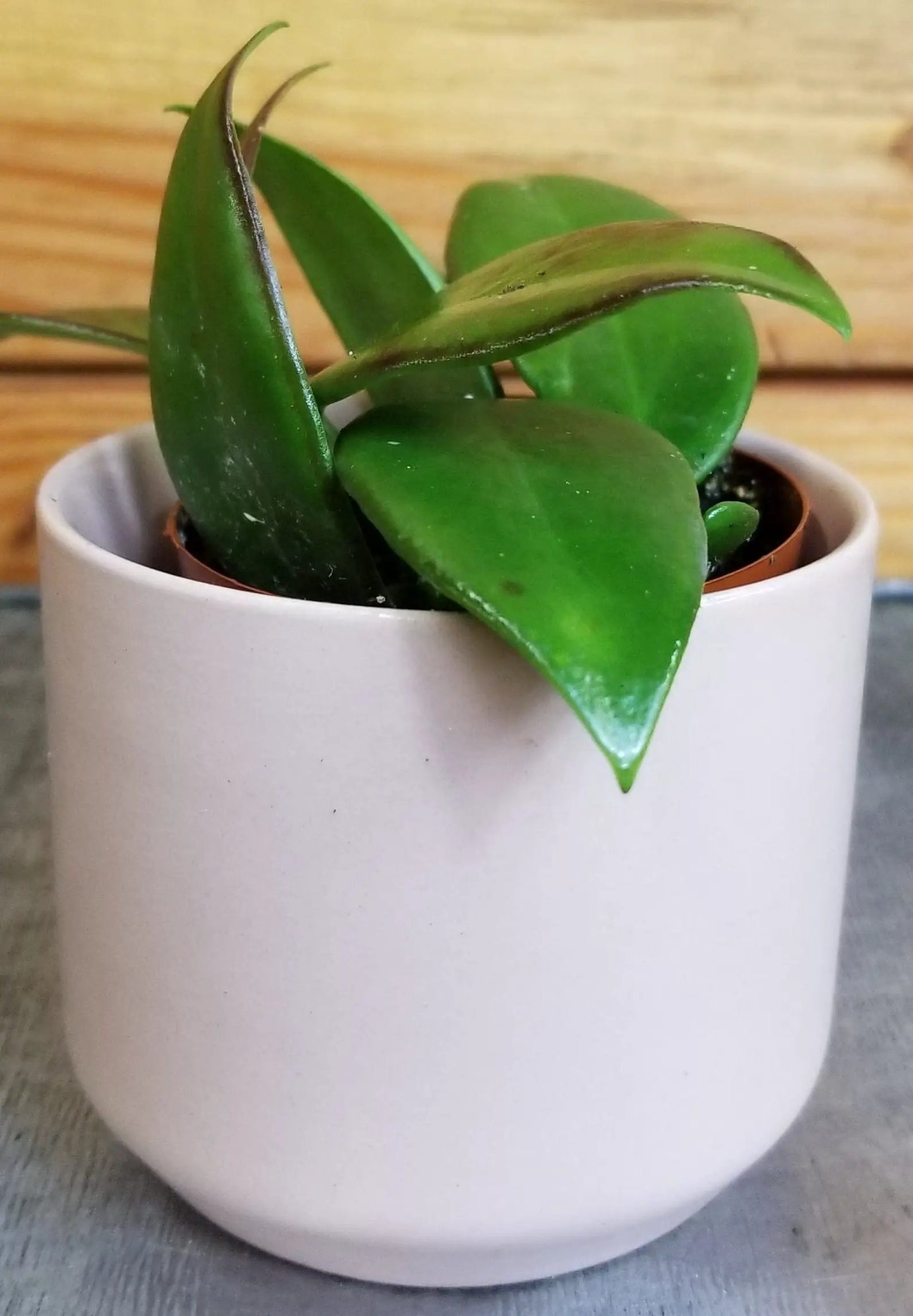Hoya Minahassae 2 inch plant with thick glossy green leaves in a white pot on Tampa Home & Garden Store