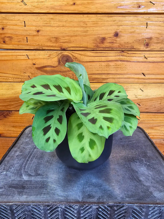 - image on Tampa Home & Garden Store